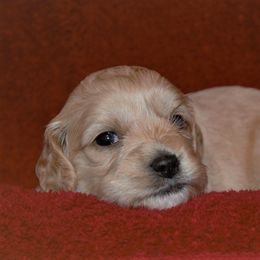 Cavapoo and Cockapoo Puppies from Clearview Canines