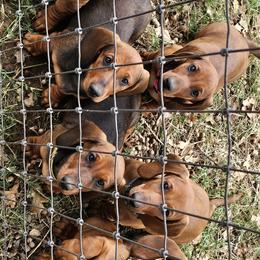 Dachshunds from Rachel's Dachshunds