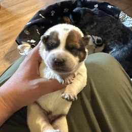 Boy 1 - Red speckled male Australian Cattle Dog puppy in Dillon, Montana from DPH Australian Cattle Dogs