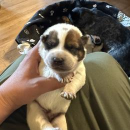 Boy 1 - Red speckled male Australian Cattle Dog puppy in Dillon, Montana from DPH Australian Cattle Dogs