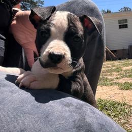 Half Stache - Black brindle female American Staffordshire Terrier puppy in Lizella, Georgia from Àine Amstaffs