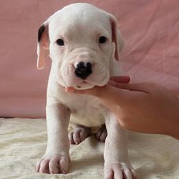 Tamar - White female Dogo Argentino puppy in Morgan Hill, Pennsylvania from De la Fuerza De Dios