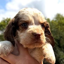 Doc - Liver white and tan male English Springer Spaniel puppy in Bay City, Wisconsin from Springer Hills Farm