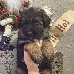 Red Collar Boy - Black and red male German Shepherd puppy in Gunter, Texas from Gunter Gables German Shepherds