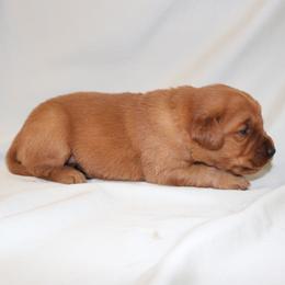 Macaron - Dark golden female Golden Retriever puppy in New Weston, Ohio from Bertke AKC Golden Retrievers and Bernese Mountain Dogs