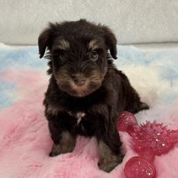 Alivia Female 1 AKC Mega Coat - Liver female Miniature Schnauzer puppy in Pageland, South Carolina from New Haven Farms