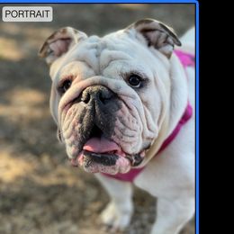 Lola Maye - Olde English Bulldogge