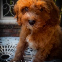 Ms Pink - Red female Cavapoo puppy in Maple Grove, Minnesota from Honey Bit Kennels