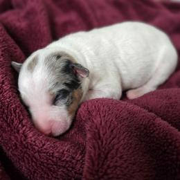 Minerva - Minni - Blue merle female Bernedoodle puppy in Milton, Florida from Sutton Place Doodles