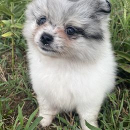 Pomeranian Puppies from Summer Set Poms