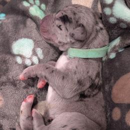 Kiki - Merle female Great Dane puppy in Brooksville, Florida from Follow My Lead Great Danes
