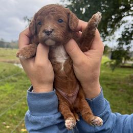 Green collar - Red male Cavapoo puppy in Wesson, Mississippi from Southern Country Doodles