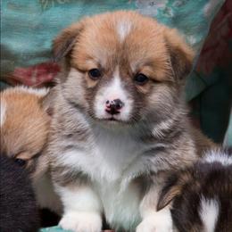 Gravy - White and red male Pembroke Welsh Corgi puppy in Williams, California from Half Hitch Corgis