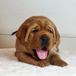 Labrador Retriever Puppies from Bohlken Labradors