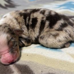 Girl 1-Red Merle - Red merle female Australian Shepherd puppy in Mayfield, Kentucky from Hamilton Farms