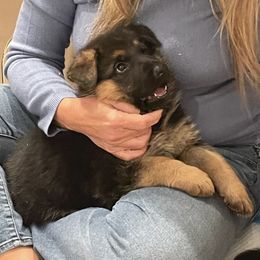 German Shepherds from Dog Behaviorist Denver