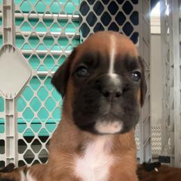 Boxer Puppies from Round 3 Boxers