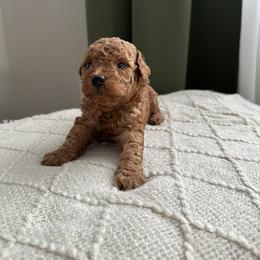 Poodle Puppies from Bruno & Co. Puppies