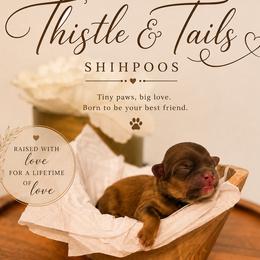 Nessie - Brown female Shihpoo puppy in Hudson, Florida from Thistle & Tails Shihpoos