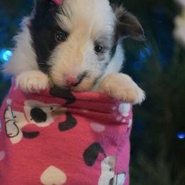 Lola - Blue merle and white female Shetland Sheepdog puppy in Gladbrook, Iowa from T Triple C Shelties