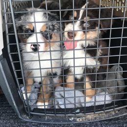 Australian Shepherd Puppies from Thousand Hills Australian Shepherds
