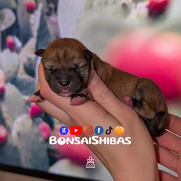 TOMO - Red male Shiba Inu puppy in Minnesota from BonsaiShibas