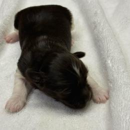 Betsy - Black and white female Havanese puppy in Lancaster, South Carolina from 3 Bs Havanese-PUPPIES with  PURPOSE