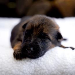 Echo - Sable female German Shepherd puppy in Youngsville, North Carolina from Di casa Esperanza