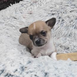 Percy - Chocolate and white male Chihuahua puppy in Gray, Louisiana from Chi Chi's Place LLC