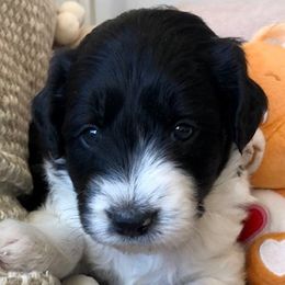 Bernedoodles and Bordoodles from Mesa View Puppies