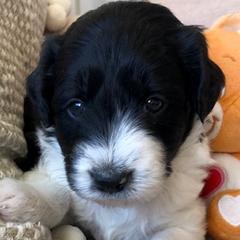 Bernedoodles and Bordoodles from Mesa View Puppies