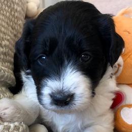 Bernedoodles and Bordoodles from Mesa View Puppies