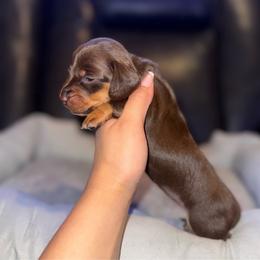 Katara - Chocolate and tan female Dachshund puppy in Ceres, California from Rockin' M’s LilBitty Dachshunds (LBD)