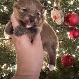 Jingle - Red sable male Pomeranian puppy in Orange Grove, Texas from Davis Poms