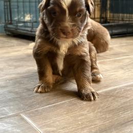 Female 2 - Red tri-color female Australian Shepherd puppy in Lubbock, Texas from REKN’ Kennel Aussies