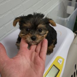 Yorkshire Terrier Puppies from Glitter And Glitz Yorkies