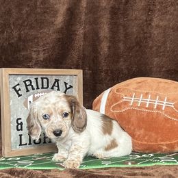 Loretta - Piebald female Dachshund puppy in Purvis, Mississippi from Sweet T’s Southern Doxies