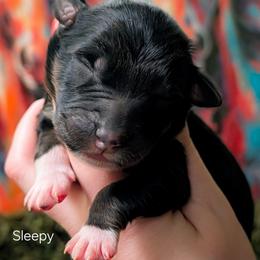 Sleepy - Black tri-color male Australian Shepherd puppy in Georgetown, Texas from River Reign Australian Shepherds
