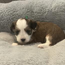 MO - Red male Havanese puppy in Double Oak, Texas from Have A Havanese Puppy