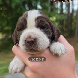 Honor - Liver white and roan male English Springer Spaniel puppy in Ocoee, Tennessee from Ocoee Mountain Springers