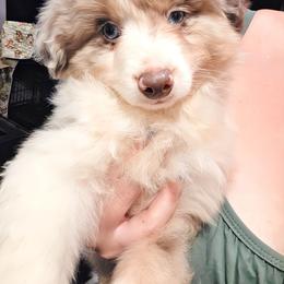 Flynn - Red merle male Miniature American Shepherd puppy in Shreveport   Bossier, Louisiana from Jem Miniature American Shepherds