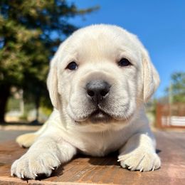 Boy 3 - Yellow male Labrador Retriever puppy in Santa Rosa, California from Legendary Labs of California