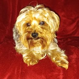 Leo - Yorkshire Terrier