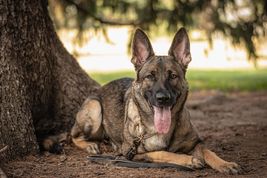 German Shepherd lays in front of a tree