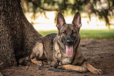 German Shepherd lays in front of a tree