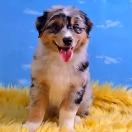 Webby - Blue merle male Australian Shepherd puppy in Waddell, Arizona from Winsome Aussies