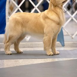 Golden Retrievers from Sleepy Grove Goldens