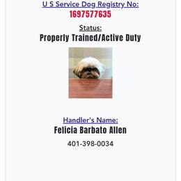 Bailey - Shih Tzu