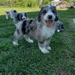 Aussiedoodle Puppies from Southwest Florida Doodles