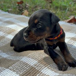 Audrey - Black and rust female Doberman Pinscher puppy in Toney, Alabama from Bhon Mhuir Dobermanns